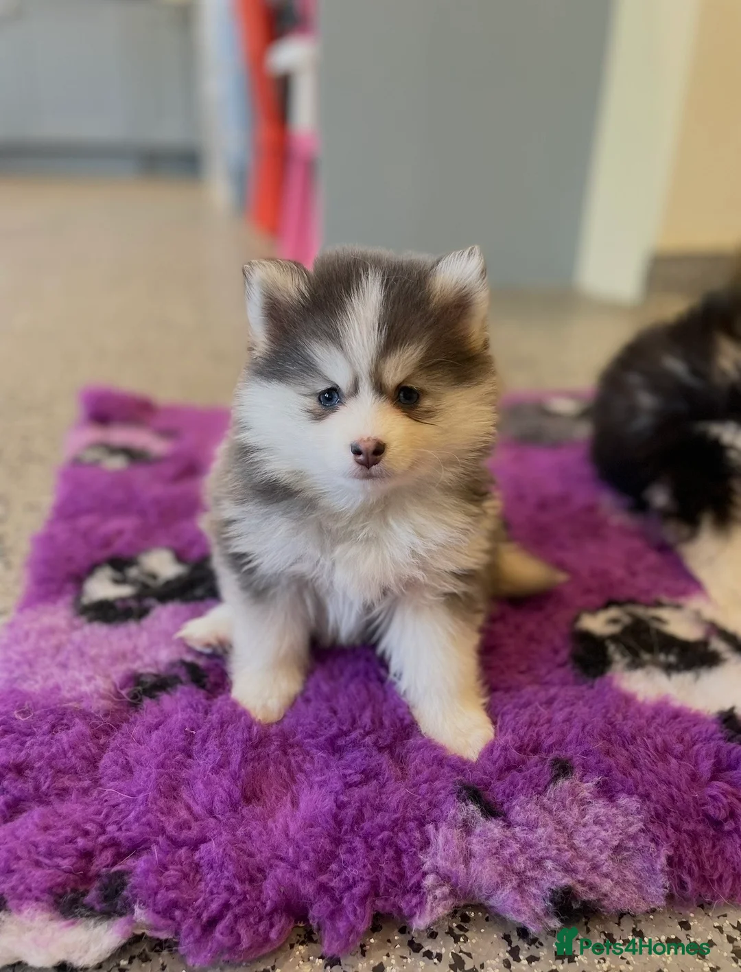 Pomsky dogs for sale: Stunning Pomsky puppies from health tested parents - Advert 28