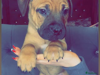 Mixed Breed dogs Mastiff puppies - Advert 1