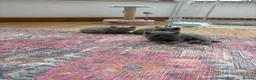 British Shorthair cats for sale: British shorthair kittens  in Holmfirth - Advert 10