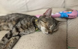 Mixed Breed cats for sale: Pretty little girls  - Image 15