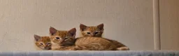 Mixed Breed cats for sale: Playful ginger boys  - Advert 1