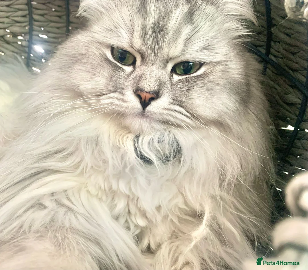 Mixed Breed cats for stud: Beautiful white/ grey ragdoll- Persian for stud  in Birmingham - Advert 5