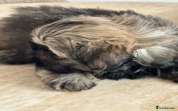 Shih Tzu dogs for sale: Shihtzu pups  - Image 16