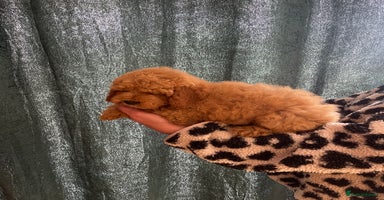 Cockapoo dogs - Advert 6