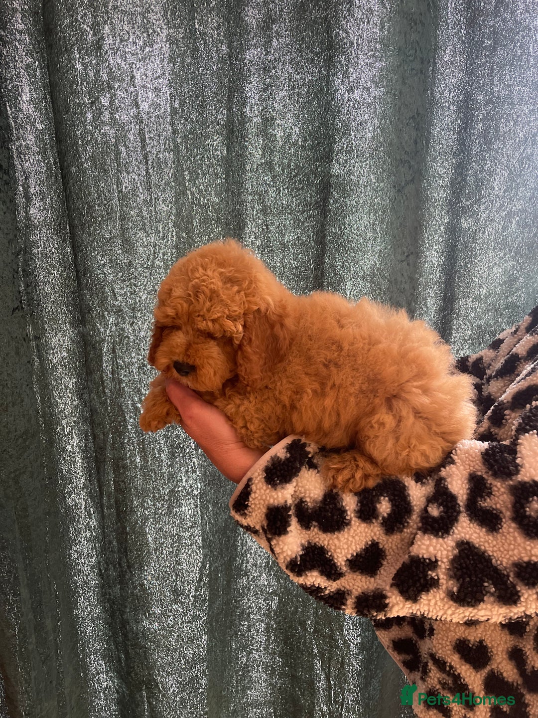 Cockapoo dogs for sale: Ready NOW Apricot and Chocolate F1b Cockapoo’s - Image 3