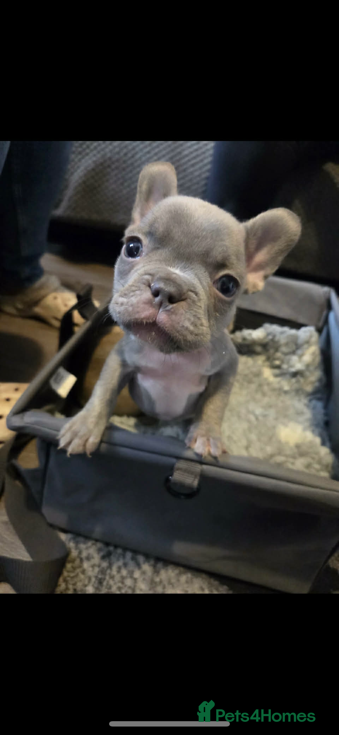 French Bulldog dogs for sale: French bulldog pups Ready & Reduced‼️ - Advert 22