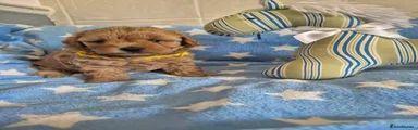 Maltipoo 1