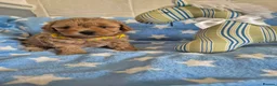 Maltipoo dogs for sale: Beautiful Maltipoo Puppies - Advert 13