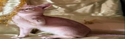 Singapura cats for sale: Rare Breed Singapura Kitten - Advert 35