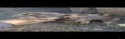 French Bulldog dogs for sale: French bulldog  in Wednesbury - Advert 2