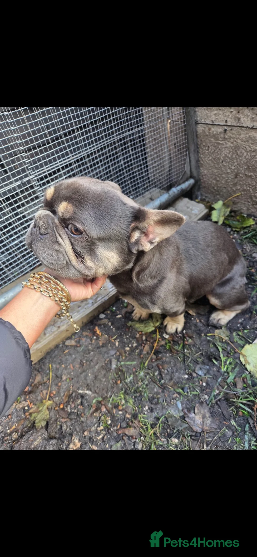 French Bulldog dogs for sale: French bulldog  in Wednesbury - Advert 2