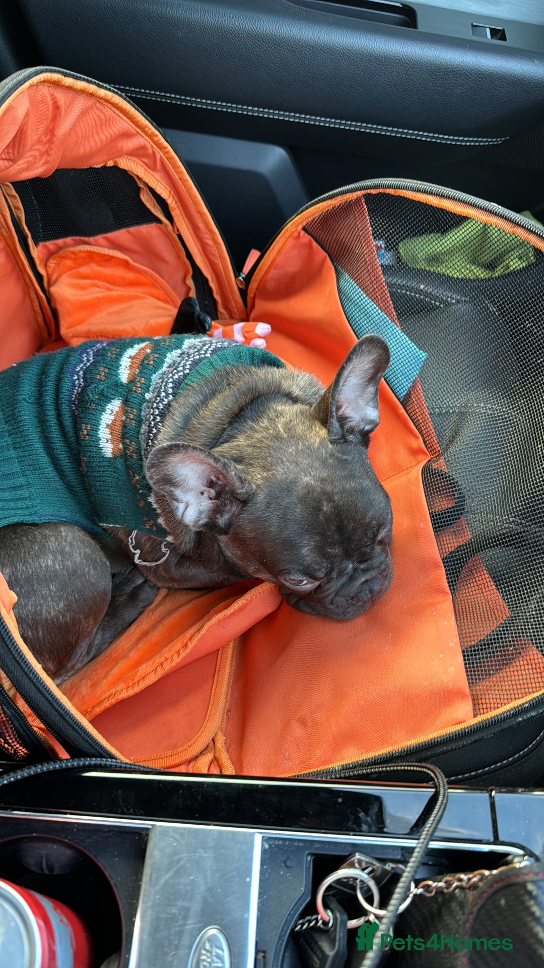 French Bulldog dogs for sale: Blue French Bulldog  - Image 3