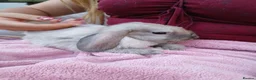 Mini Lop rabbits for sale: Lovely mini lop rabbits ready now - Advert 4
