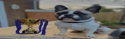 French Bulldog dogs for sale: French bulldog pups from health tested parents  - Advert 4