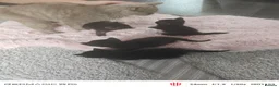 Mixed Breed cats for sale: Real life cutties! - Advert 13