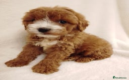 Cavapoo dogs for sale: Cavapoo puppies. - Image 10
