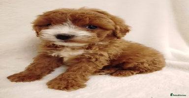 Cavapoo dogs - Advert 12