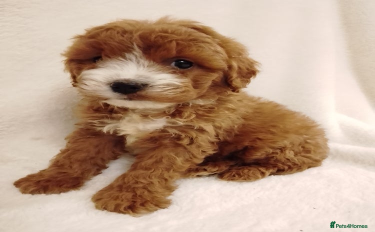 Cavapoo dogs - Advert 13