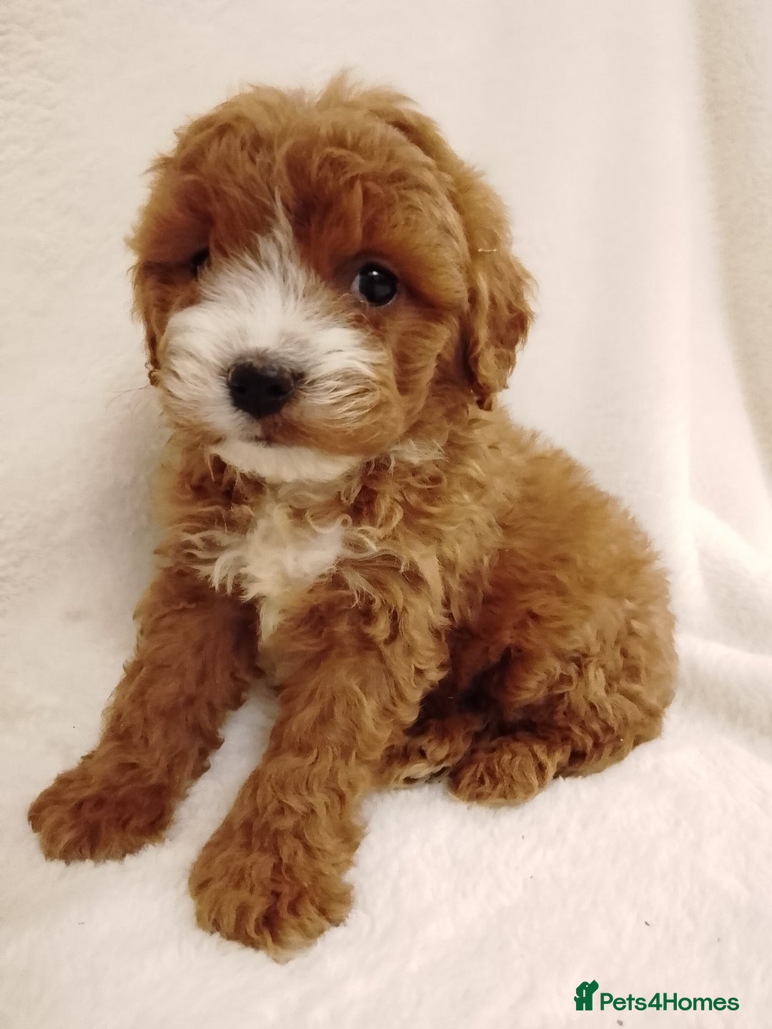 Cavapoo dogs for sale: Cavapoo puppies. - Image 10