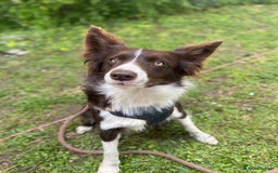 Border Collie dogs for sale: Border collies  - Image 19