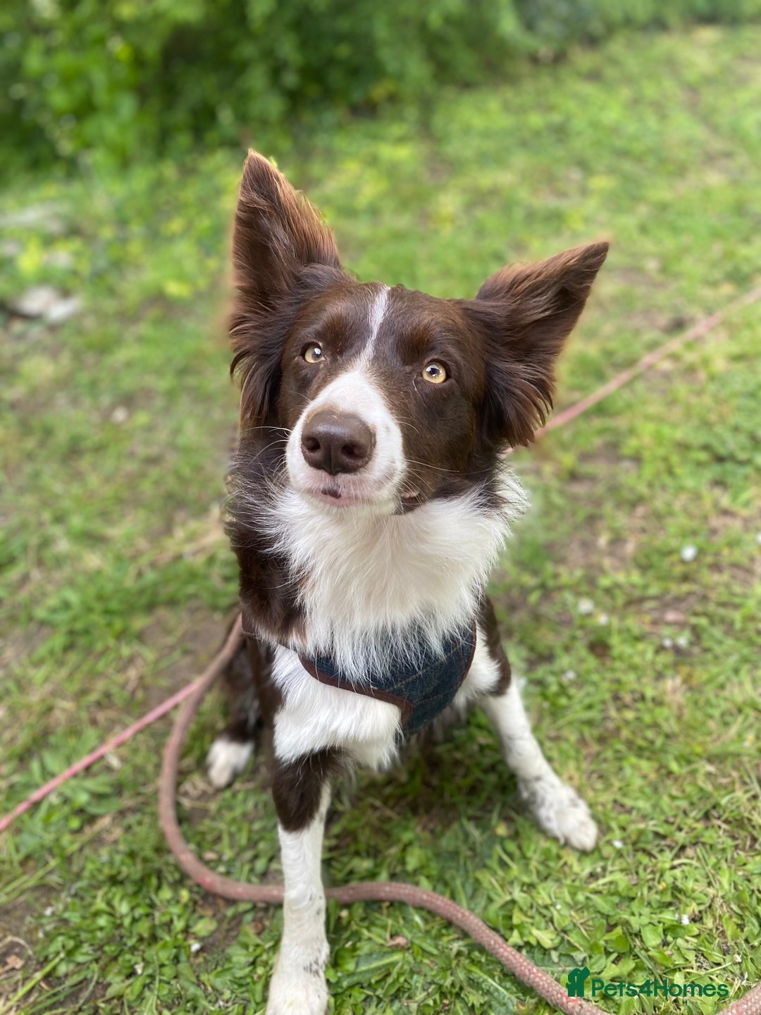 Border Collie dogs for sale: Border collies  - Image 19