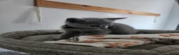 Russian Blue cats for sale: Russian Blue Kittens • TICA Lines - Advert 28