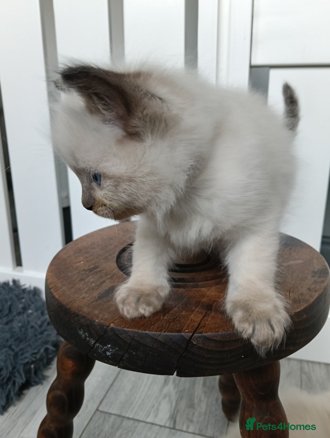 Ragdoll cats for sale: GCCF registered pedigree ragdoll kittens  - Advert 6