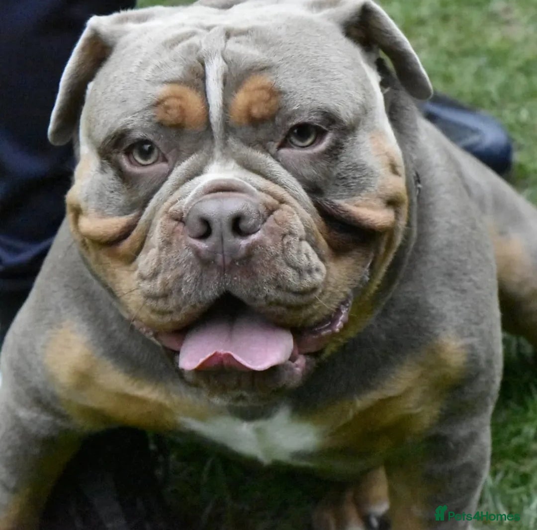 Olde English Bulldogge dogs for stud: NEBBR REGISTERED OLDE ENGLISH BULLDOGGE STUD in Worcester - Image 8