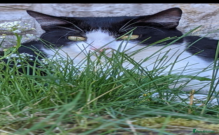 British Shorthair cats - Advert 12