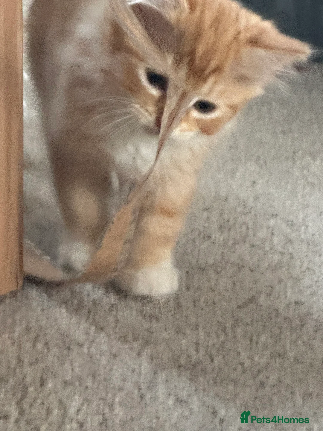 Mixed Breed cats for sale: Adorable Fluffy Kittens - Advert 5