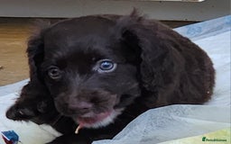 Cockapoo dogs for sale: Beautiful cockapoo  - Image 2