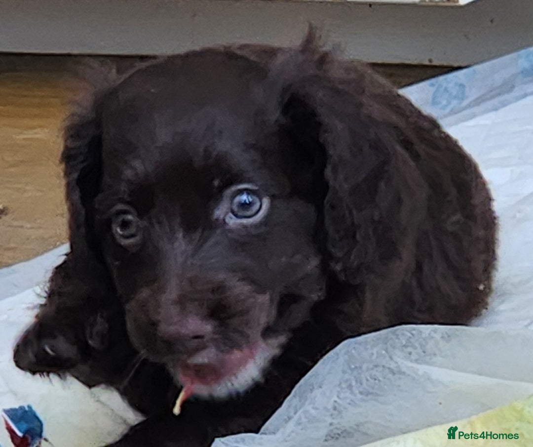 Cockapoo dogs for sale: Beautiful cockapoo  - Image 2