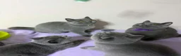 British Shorthair cats for sale: BSH GCCF Pedigree Healthy Beautiful Friendly  - Advert 13