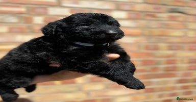Labradoodle dogs - Advert 6