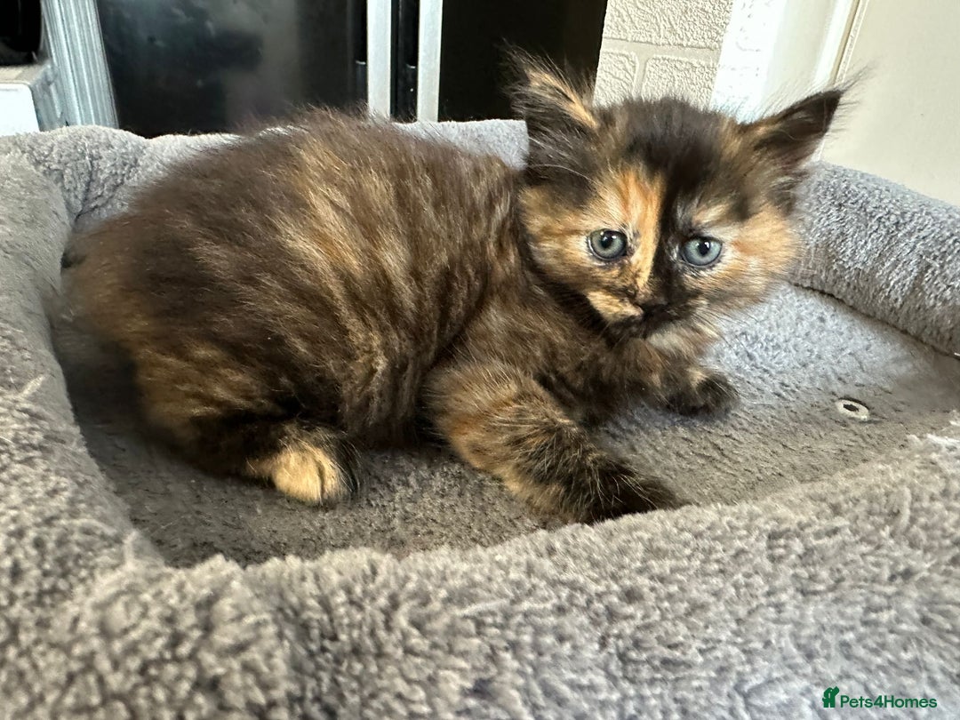 Mixed Breed cats for sale: 2 Tabby's and calico kitten for sale - Image 9