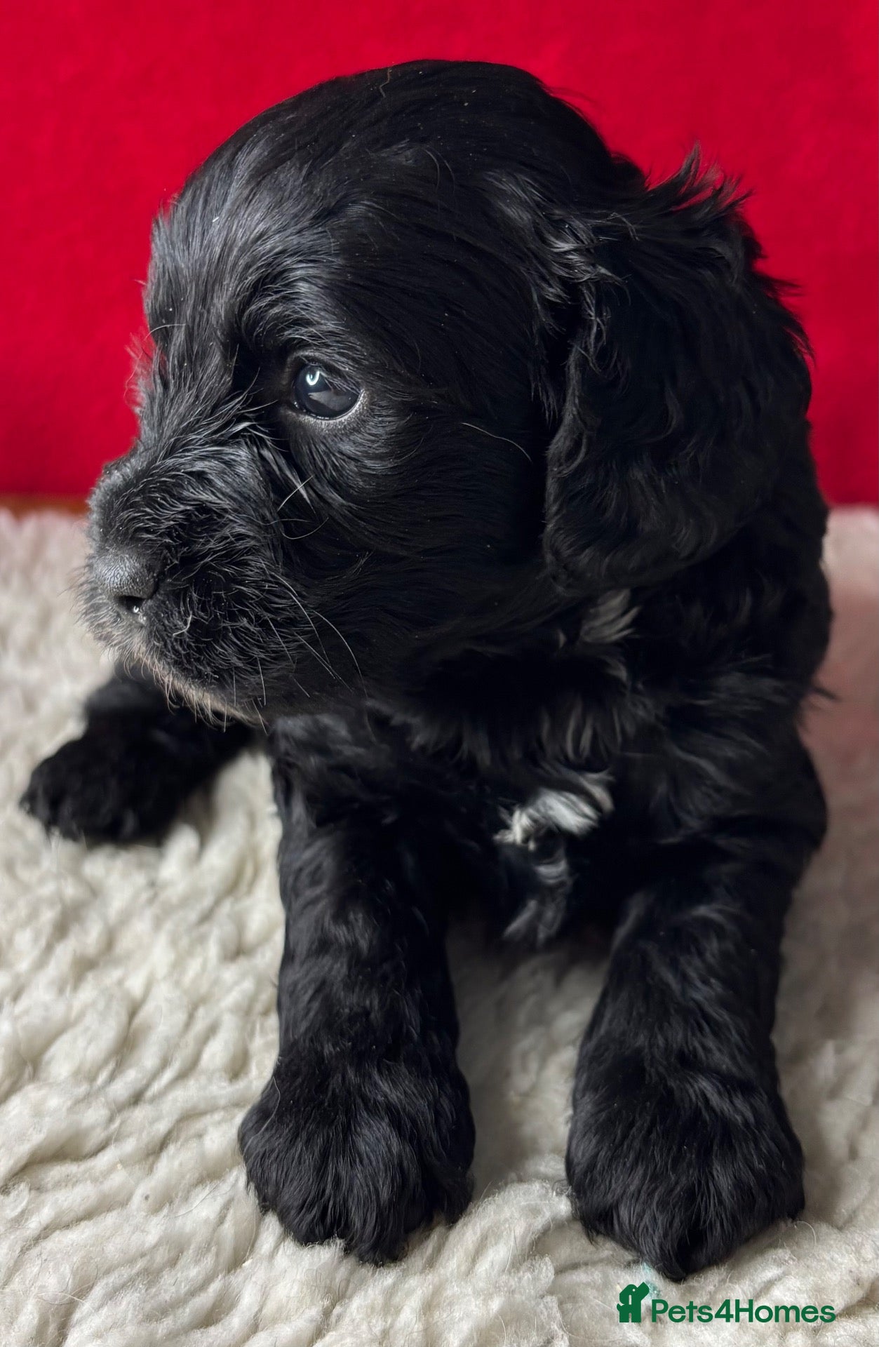 Cockapoo dogs Happy, healthy f1 Cockapoo Puppies - Advert 4