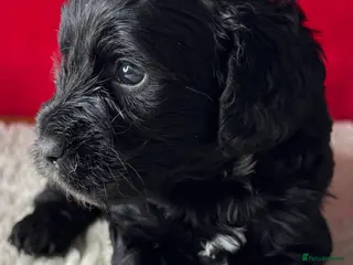 Cockapoo dogs Happy, healthy f1 Cockapoo Puppies - Advert 4