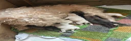 Mixed Breed dogs for sale: Terrier Pups - Advert 2