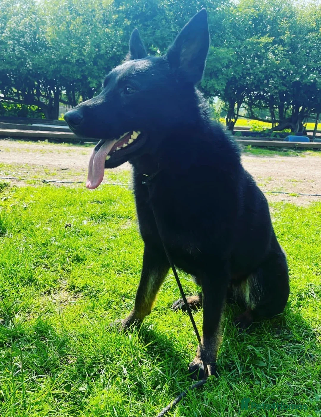 German Shepherd dogs for sale: Exceptional GSD Kc Czech working line  - Advert 2