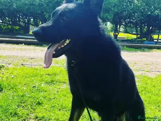German Shepherd dogs Exceptional GSD Kc Czech working line - Advert 3