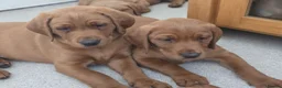 Labrador Retriever dogs for sale: STUNNING FOX RED BOYS - READY TO GO - Advert 9