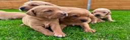 Goldador dogs for sale: Beautiful Golden Goldador Babies 🐾🐾🐾 - Advert 9