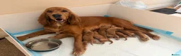 Cocker Spaniel dogs for sale: 🌟🌟🌟Beautiful English Gold Show Cocker Spaniel  - Advert 27