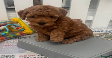 Cavapoo dogs - Advert 14