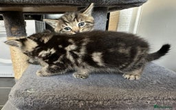 Mixed Breed cats for sale: 2 Tabby's and calico kitten for sale - Image 7