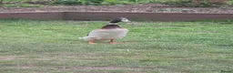 Ducks poultry for sale: 3 male runner ducks  - Advert 2
