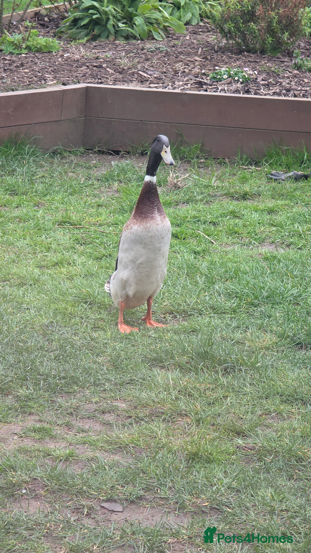 Ducks poultry for sale: 3 male runner ducks  - Advert 2
