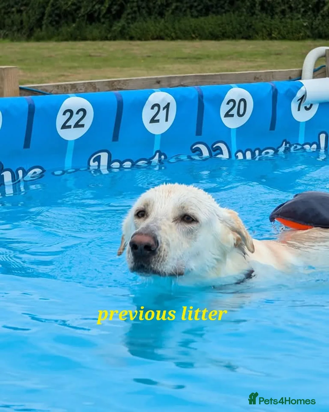 Mixed Breed dogs for sale: Golden shepherd - Advert 22