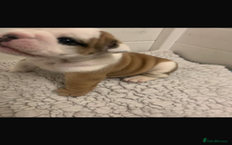 English Bulldog dogs for sale: Champion Rosebull Ralph Mystyle puppies - Image 13