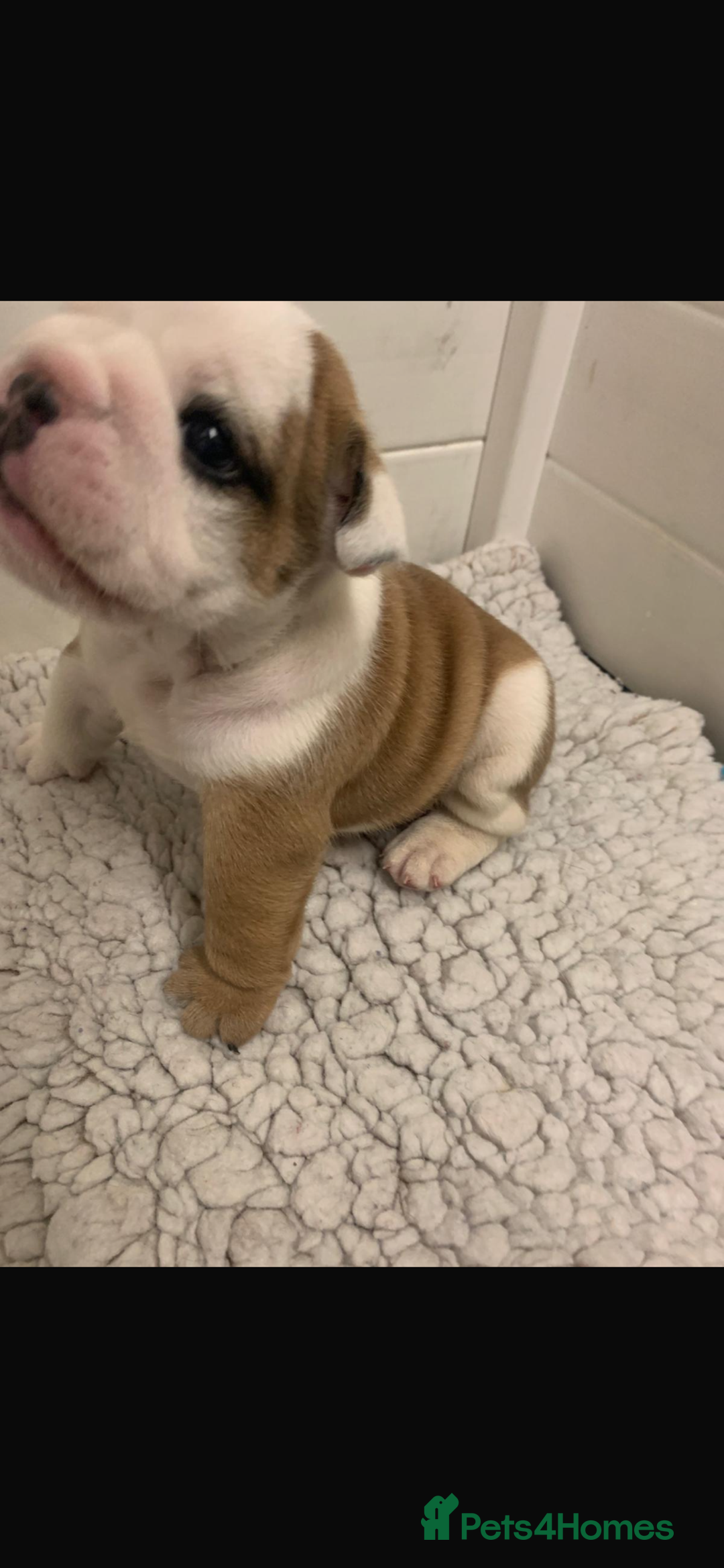 English Bulldog dogs for sale: Champion Rosebull Ralph Mystyle puppies - Image 13